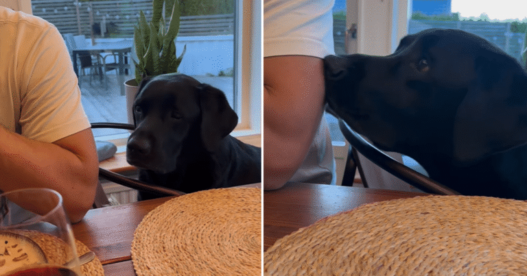 Video: Dog Begs for Food by Booping Continuously & It's Cute – DogTime
