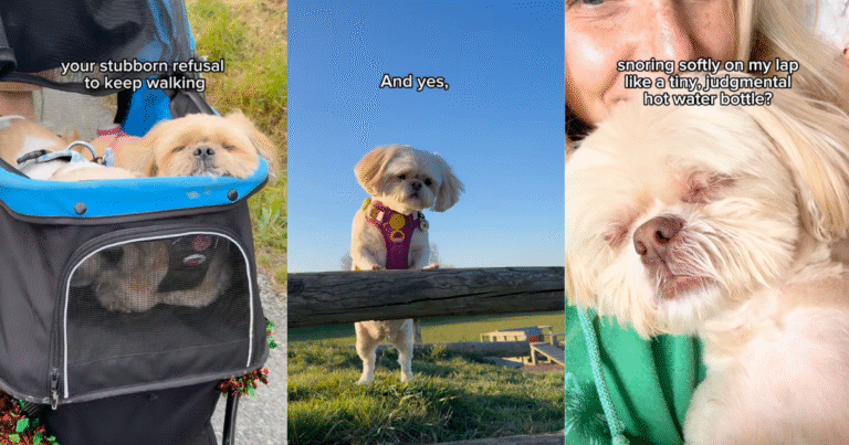 Video: Owner's 'Love Letter' to Shih Tzu Strikes a Chord With Pet Parents – DogTime
