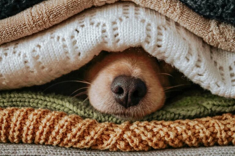 23 Cute Dogs in Fall Outfits (Photo Gallery) – K101