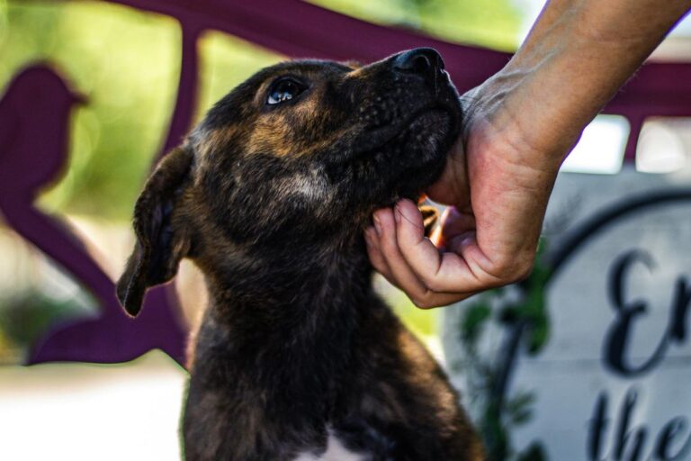 Bismarck's Unsettling Pet Facebook Posts – US 103.3