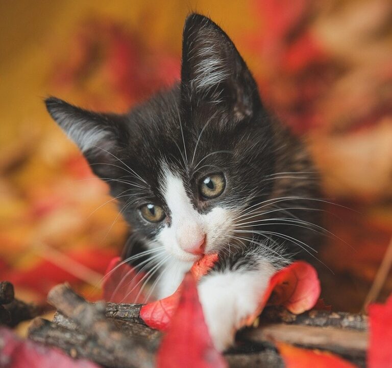 US Congressional pet advocacy event highlights service animal support – Petfood Industry