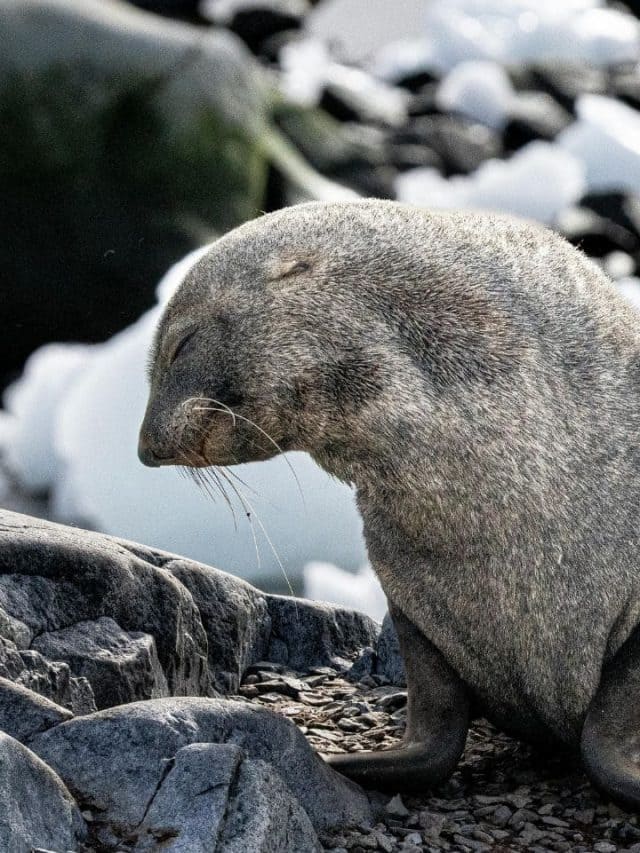 10 Cutest Baby Animals That Melt Everyone's Heart – Moneycontrol