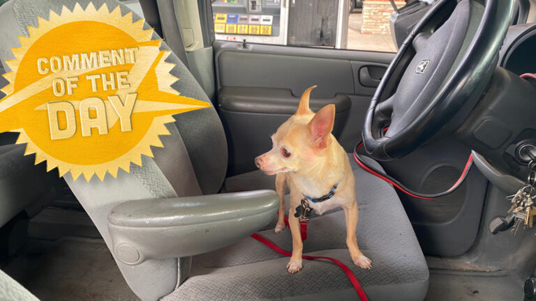 Pets Make Some Of The Best Road Trip Companions: COTD – The Autopian