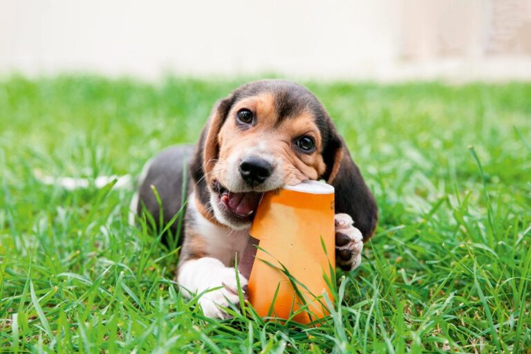 The (very cute) reason dogs are obsessed with trash | BBC Science Focus Magazine