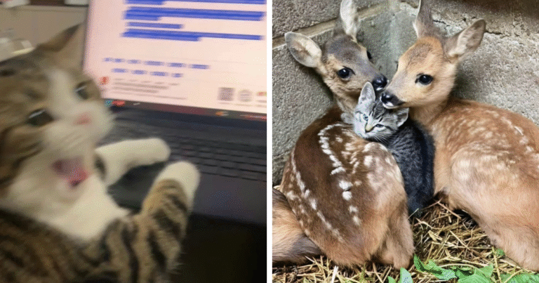 “Cats With Pawerful Aura”: 50 Hilarious Cats To Boost Your Aura Points – Bored Panda