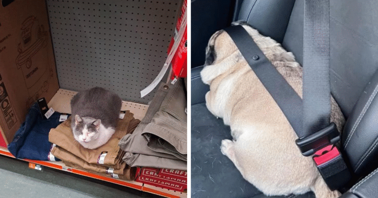 This Facebook Group Is Dedicated To Pets Being Unexpectedly Hilarious (38 Pics) – Bored Panda