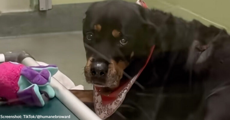 Senior Dog Who Stayed by Late Owner's Side Through Alzheimer's Needs Loving Home