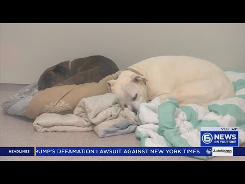 Morristown Hamblen Humane Society takes in almost 200 animals in Hoarding Case