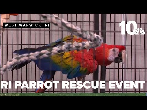 RI Parrot Rescue celebrates ten years – YouTube