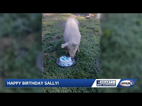 Good Vibes: Sally the pig celebrates birthday; Sherman Farm corn maize returns for the season