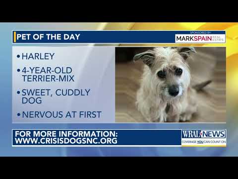 Pet of the Day for Sept. 21, 2025 – YouTube