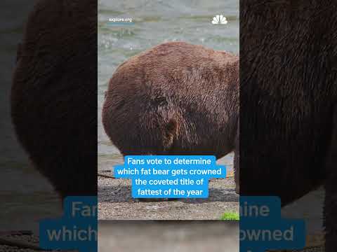 Mark your calendars: It's almost Fat Bear Week – YouTube