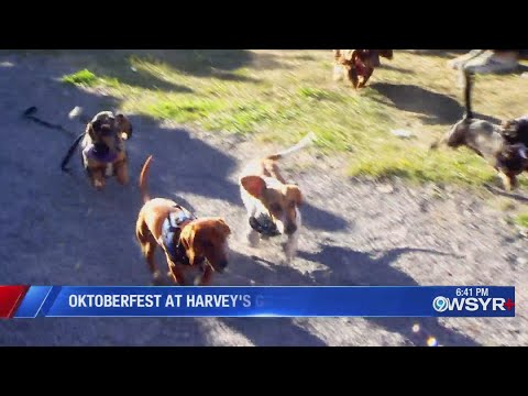 Dachshunds race at Harvey's Garden Oktoberfest – YouTube