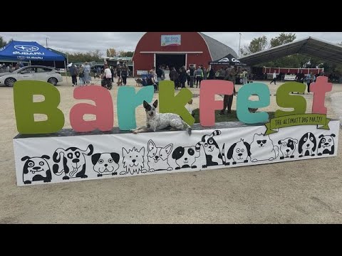 First annual BarkFest raises money for Winnipeg rescue organizations – YouTube