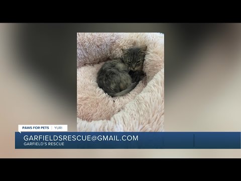 Paws for Pets: Yuri, a gentle boy with a heart of gold – YouTube