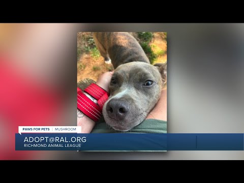Paws for Pets: Mushroom, a fun-loving social pup who loves to play! – YouTube
