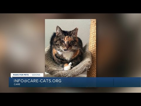 Paws for Pets: Sedona, a great companion who adores company – YouTube