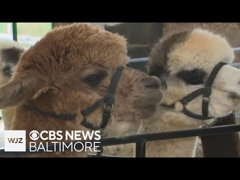 Visiting the Black Barn Alpaca Farm in Carroll County – YouTube