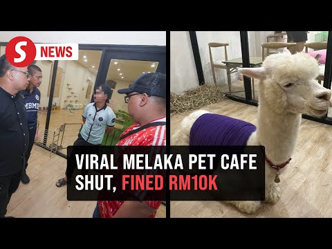 Melaka pet cafe featuring alpaca, goats slapped with over RM10,000 fine – YouTube