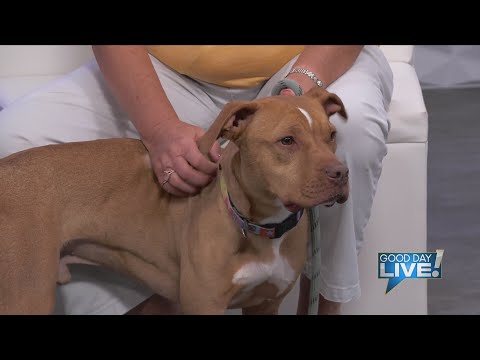 GDL – Pet of the Week: King – YouTube