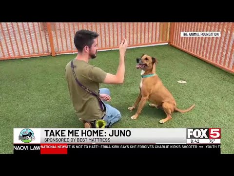 Pet Pals: Take Home Juno – YouTube