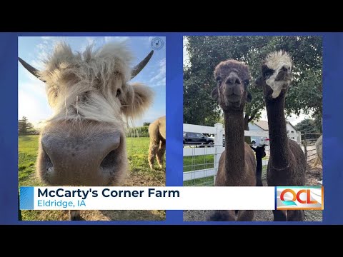 McCarty's Corner Farm to host 5th National Alpaca Farm Days this weekend – YouTube