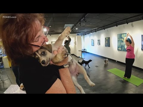 Puppy yoga class at Manchester gallery aims to boost pet adoptions – YouTube
