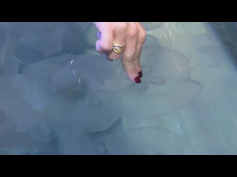 Around Town – Brookfield Zoo Chicago – YouTube