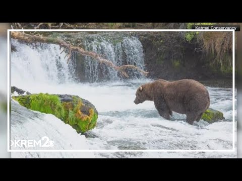 Extra 'thicc' and ready to win; Alaska's bears compete in annual Fat Bear Week – YouTube