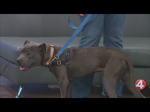 SPCA Monday: 1-year-old Dunk-A-Roo is ready for adoption – YouTube