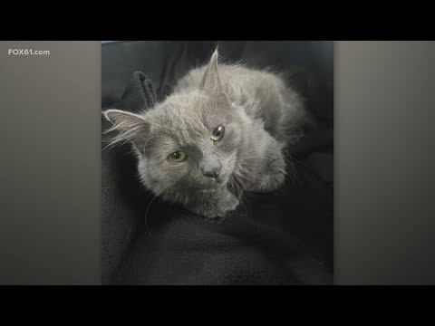 Pet on the Set | Jillian – YouTube