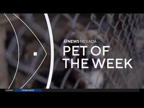 Pet of the Week: Jane – YouTube