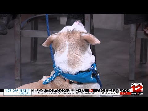 Pet of the Week: Chester – YouTube