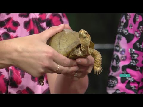Sponsored Content: Animal Ambassadors – YouTube