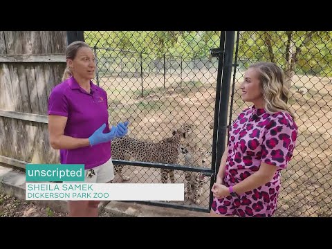 Sponsored Content: Cheetah's at the DPZ – YouTube