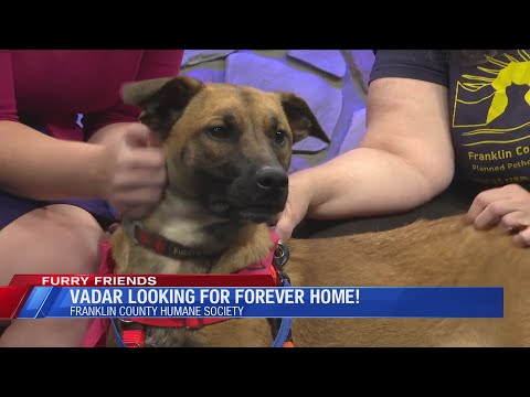 Furry Friends – Meet Vadar – YouTube