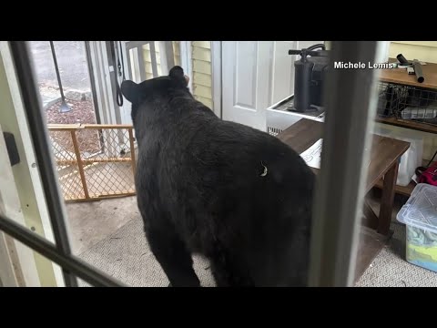 Bear breaks into Connecticut home – YouTube