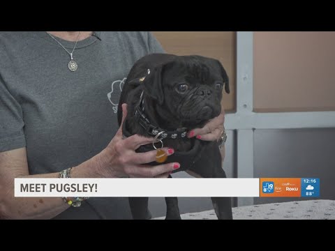 TUESDAY TAILS: Meet Pugsley from the SPCA of East Texas – YouTube