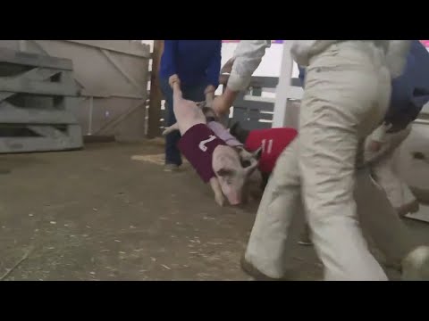 Kids at Cumberland Fair get some practice ahead of the pig scramble – YouTube