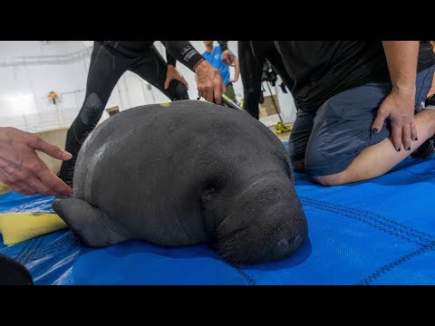 3 manatees arrive at Columbus Zoo for rehabilitation – YouTube