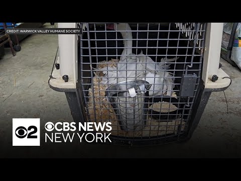 84 animals removed from Orange County, N.Y., home – YouTube