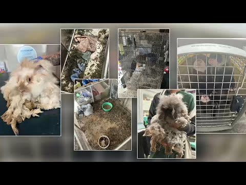 84 dogs, cats and exotic animals removed from Orange County home – YouTube