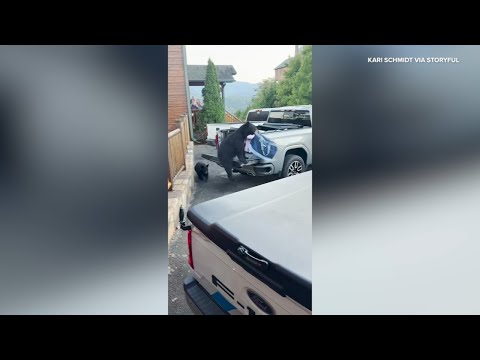 Bears Steal From Car as Family Watches in Disbelief – YouTube
