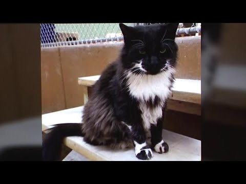 Legacy of Crazy Paws: Feline icon leaves lasting impact on Scranton rescue – YouTube