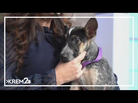 Pick of the Litter: Meet Zeke, a two-month-old Blue Heeler – YouTube