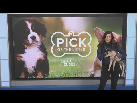 Pick of the Litter: Meet Zeke, a two-month-old Red Heeler mix – YouTube