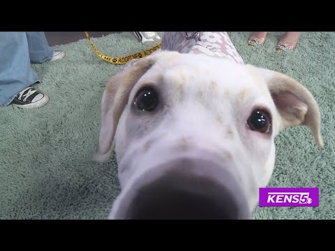 Rosco's Rescue | Great Day SA – YouTube