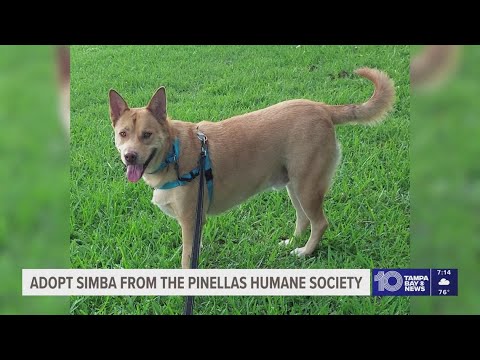 Adopt Simba from the Pinellas County Humane Society! – YouTube