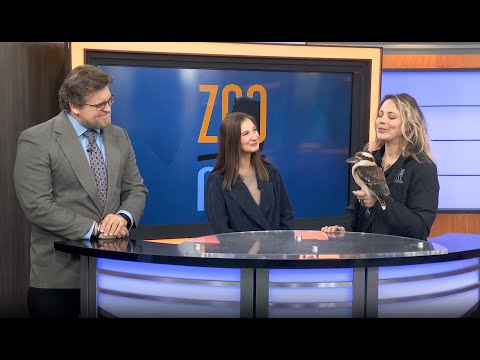 ZooMontana on MTM: Sydney the Laughing Kookaburra Part II – YouTube