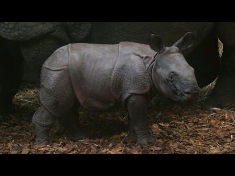 Baby rhino makes debut at French zoo | AFP – YouTube